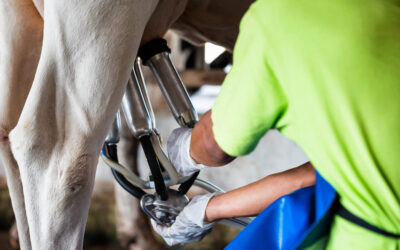 Mammites chroniques et eau de lavage : le rôle méconnu du Staphylocoque doré